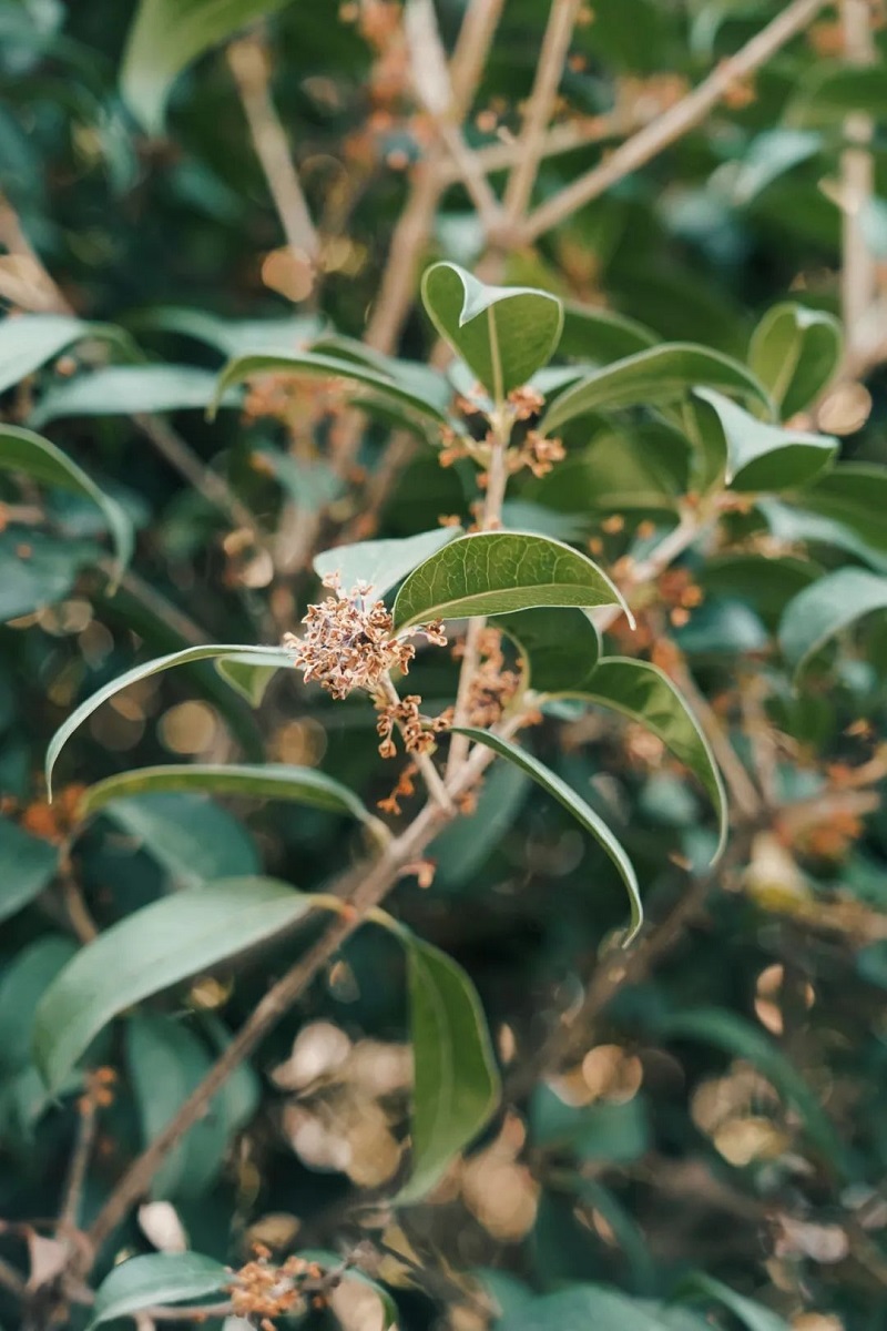 ����BB(�й�)�ɷ����޹�˾_����