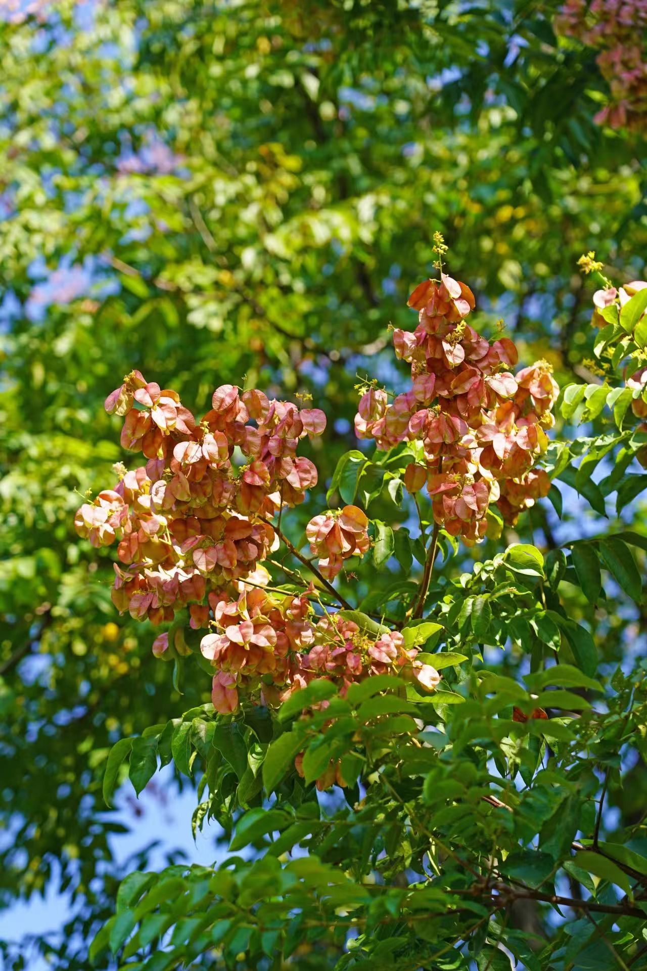 ����BB(�й�)�ɷ����޹�˾_����