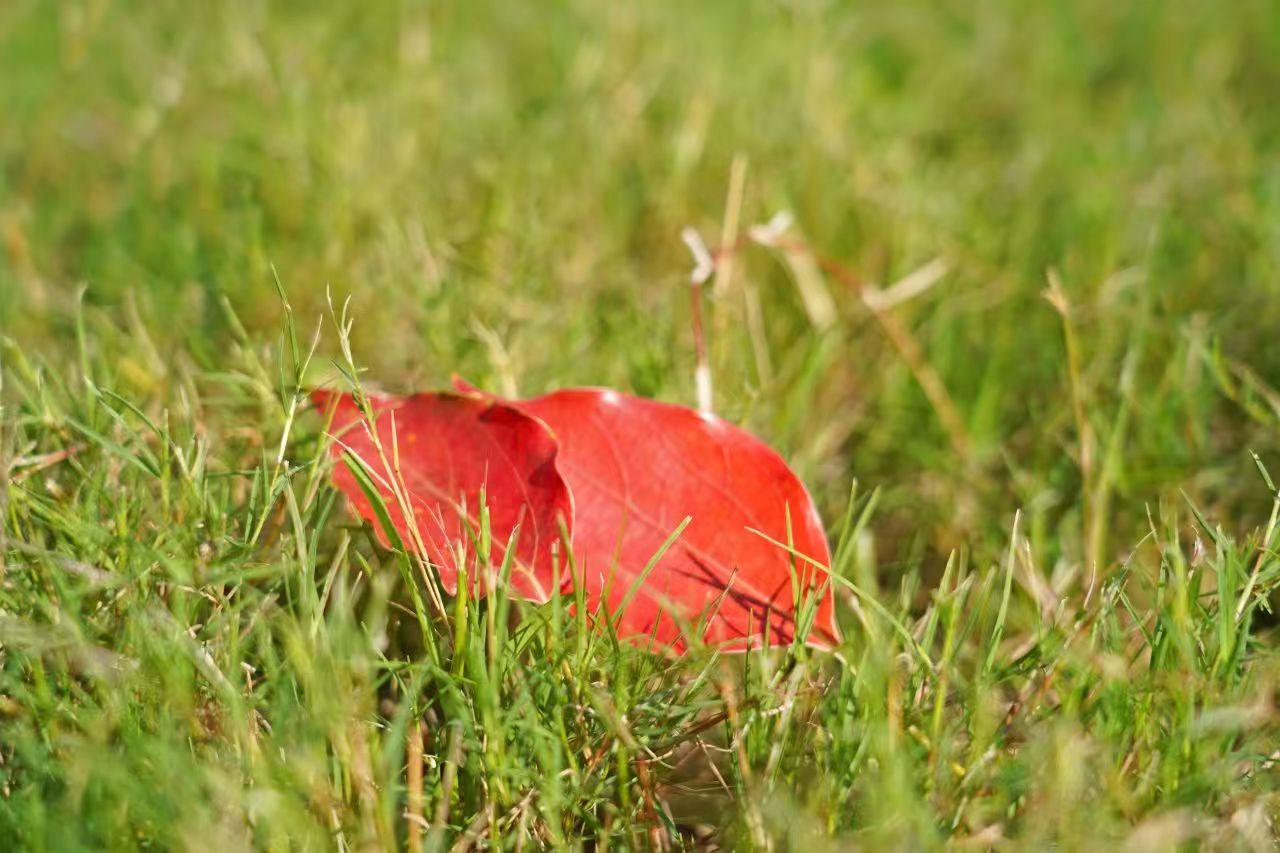 ����BB(�й�)�ɷ����޹�˾_����